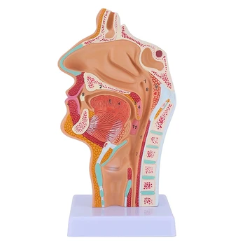 Cavitatea nazală Gâtului Anatomia Model Uman Anatomice Faringe Laringe Model pentru Elevi Studiu de Afișare de Predare