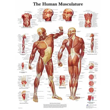 Anatomia omului Mușchii Sistemului de Artă Poster de Imprimare Corpul suportului de Hartă de Perete Imagini pentru Educație Decor Acasă